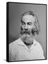 Walt Whitman American Poet, Author, and Journalist in Portrait from Mathew Brady Studio, 1863-null-Framed Stretched Canvas