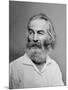 Walt Whitman American Poet, Author, and Journalist in Portrait from Mathew Brady Studio, 1863-null-Mounted Art Print