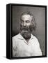Walt Whitman, American Poet, C1880S-MATHEW B BRADY-Framed Stretched Canvas
