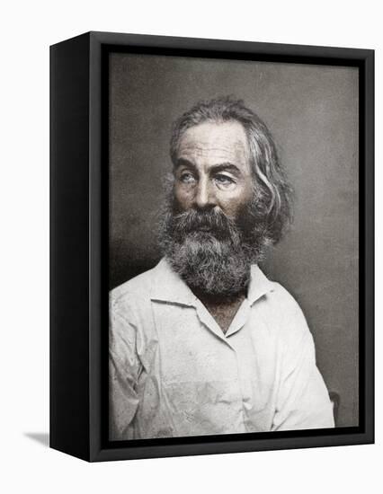 Walt Whitman, American Poet, C1880S-MATHEW B BRADY-Framed Stretched Canvas