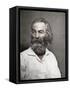 Walt Whitman, American Poet, C1880S-MATHEW B BRADY-Framed Stretched Canvas