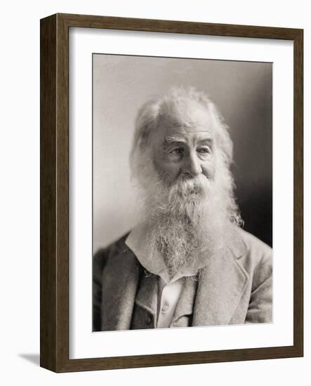 Walt Whitman, Portrait by Napoleon Sarony-Napoleon Sarony-Framed Photographic Print