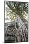 Wood Mount