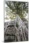 Wood Mount