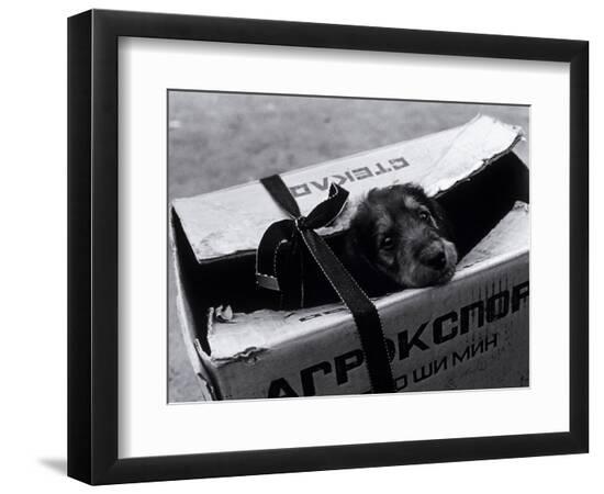 Premium Photographic Print, , large