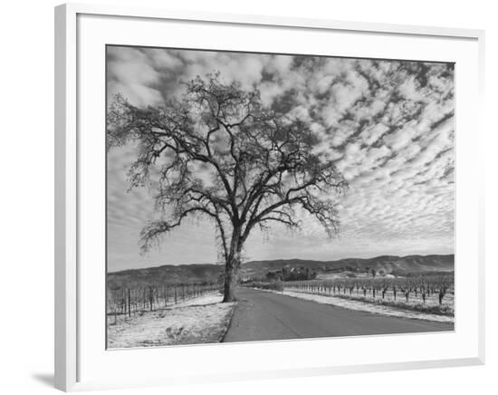 Framed Photographic Print, , large