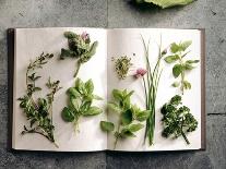 Various Salad Herbs on an Open Book-Walter Cimbal-Photographic Print