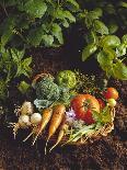 Willow Basket of Fresh Vegetables and Borage Flowers-Walter Cimbal-Photographic Print