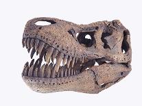 Tyrannosaurus rex skull-Walter Geiersperger-Photographic Print