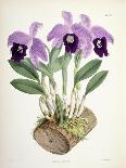 Cattleya Dowiana, C.1862-1877-Walter Hood Fitch-Laminated Giclee Print