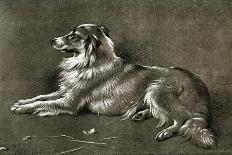 A Sheep Dog, 1901-Walter Hunt-Giclee Print