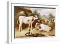 White Frame