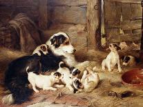 A Collie with Fox Terrier Puppies, 1913-Walter Hunt-Giclee Print