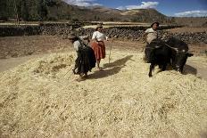 Threshing Wheat at Racchi, Cuzco Area, High Andes, Peru, South America-Walter Rawlings-Photographic Print
