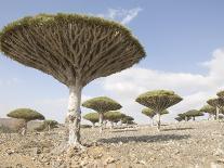 Dragon's Blood Tree, Endemic to Island, Diksam Plateau, Central Socotra Island, Yemen-Waltham Tony-Photographic Print