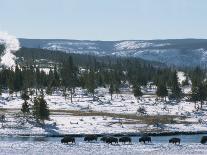Winter in Midway Basin, Buffalo Beside Firehole River, Yellowstone National Park, Wyoming, USA-Waltham Tony-Photographic Print