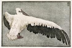 Pelican with Outspread Wings-Walther Klemm-Framed Stretched Canvas