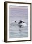 Walvis Bay, Namibia. Rare Pregnant Heaviside's Dolphin Breaching-Janet Muir-Framed Photographic Print