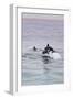 Walvis Bay, Namibia. Rare Pregnant Heaviside's Dolphin Breaching-Janet Muir-Framed Photographic Print