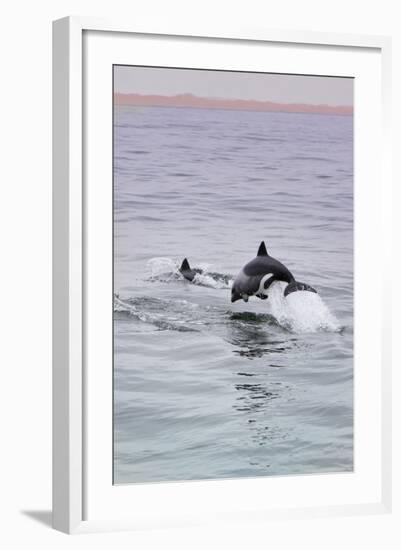 Walvis Bay, Namibia. Rare Pregnant Heaviside's Dolphin Breaching-Janet Muir-Framed Photographic Print