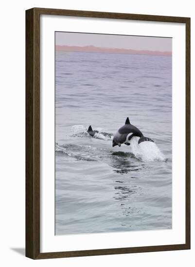 Walvis Bay, Namibia. Rare Pregnant Heaviside's Dolphin Breaching-Janet Muir-Framed Photographic Print