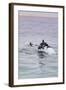 Walvis Bay, Namibia. Rare Pregnant Heaviside's Dolphin Breaching-Janet Muir-Framed Photographic Print