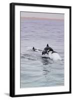 Walvis Bay, Namibia. Rare Pregnant Heaviside's Dolphin Breaching-Janet Muir-Framed Photographic Print