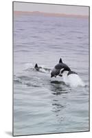 Walvis Bay, Namibia. Rare Pregnant Heaviside's Dolphin Breaching-Janet Muir-Mounted Photographic Print