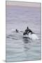 Walvis Bay, Namibia. Rare Pregnant Heaviside's Dolphin Breaching-Janet Muir-Mounted Photographic Print