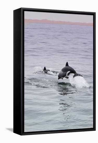 Walvis Bay, Namibia. Rare Pregnant Heaviside's Dolphin Breaching-Janet Muir-Framed Stretched Canvas