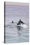 Walvis Bay, Namibia. Rare Pregnant Heaviside's Dolphin Breaching-Janet Muir-Stretched Canvas
