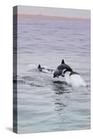 Walvis Bay, Namibia. Rare Pregnant Heaviside's Dolphin Breaching-Janet Muir-Stretched Canvas