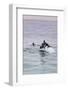 Walvis Bay, Namibia. Rare Pregnant Heaviside's Dolphin Breaching-Janet Muir-Framed Photographic Print