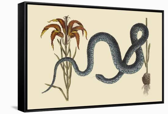 Wampum Snake-Mark Catesby-Framed Stretched Canvas