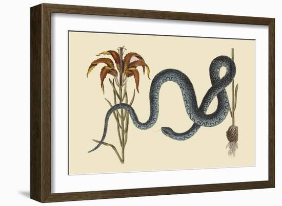 Wampum Snake-Mark Catesby-Framed Art Print