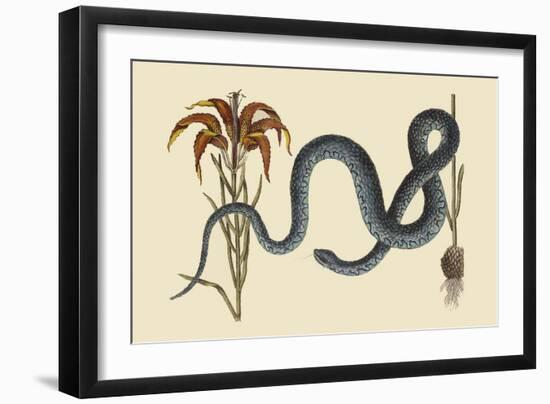 Wampum Snake-Mark Catesby-Framed Art Print