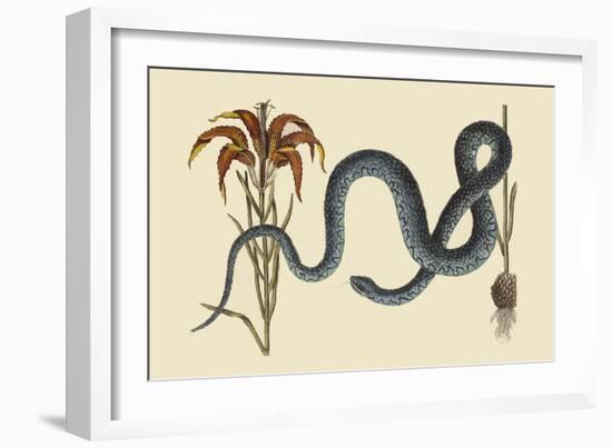 Wampum Snake-Mark Catesby-Framed Art Print