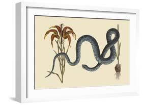 Wampum Snake-Mark Catesby-Framed Art Print