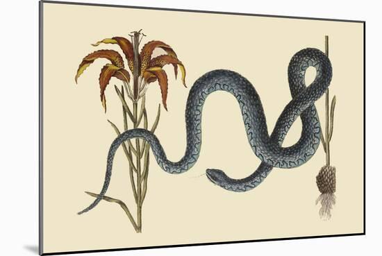 Wampum Snake-Mark Catesby-Mounted Art Print