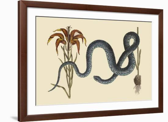 Wampum Snake-Mark Catesby-Framed Art Print