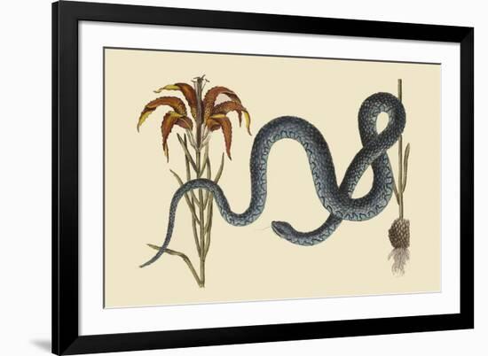 Wampum Snake-Mark Catesby-Framed Art Print