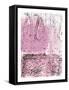 Wanderer I Pink-Piper Rhue-Framed Stretched Canvas