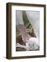 Wandering Albatross Adult and Chick in Nest-null-Framed Photographic Print