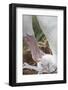 Wandering Albatross Adult and Chick in Nest-null-Framed Photographic Print