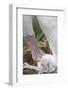 Wandering Albatross Adult and Chick in Nest-null-Framed Photographic Print