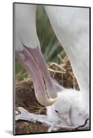 Wandering Albatross Adult and Chick in Nest-null-Mounted Photographic Print