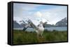 Wandering Albatross at Nesting Site on Albatross Island-Darrell Gulin-Framed Stretched Canvas