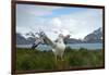 Wandering Albatross at Nesting Site on Albatross Island-Darrell Gulin-Framed Premium Photographic Print