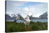 Wandering Albatross at Nesting Site on Albatross Island-Darrell Gulin-Stretched Canvas