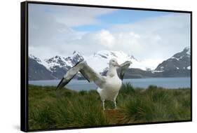 Wandering Albatross at Nesting Site on Albatross Island-Darrell Gulin-Framed Stretched Canvas